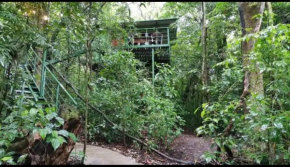 Jungle Living Tree Houses